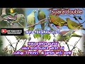 Download Lagu SUARA PIKAT BURUNG PUNAI TERBARU 2022|COCOK BUAT BERBURU|SUARA BENING KERAS