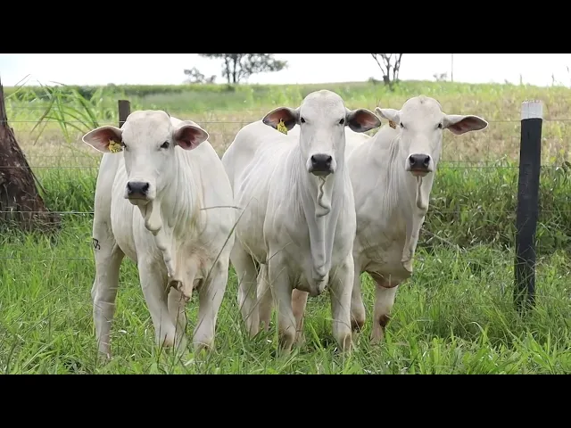 3 Novilhas Nelore P.O.