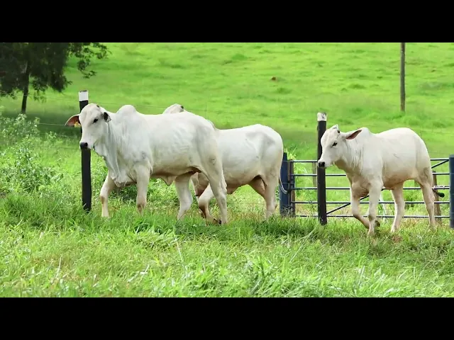 3 Novilhas Nelore P.O.