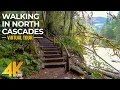 Download Lagu Walking the Autumn Forest Trails of North Cascades - 4K Virtual Hike with Relaxing Forest Sounds