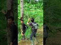 Lagu Kaget di pohon kelapa tua ini ternyata ada hantu burung bersarang, Ngebolang #46 #jejakbudakabrag