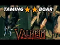 Taming 2 Star Boar and getting a 2 Star Boar baby in Valheim