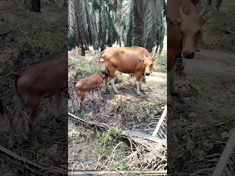 Sapi Dilepas di Kebun Sawit, Ternyata Betah Banget! 🐄🌴
