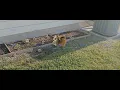 Download Lagu Scrat's comes to the Real World | Scrat the Squirrel: The Movie - Marco Studios Distribution