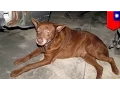Download Lagu Hit and run: Woman dies after crashing into dog that got off its leash - TomoNews