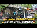 Lagu MAU DITINGGAL PERAWAT KERJA JAUH‼️ KOLEKSI BURUNG GACORAN MEWAH DIJUAL RUGI 🔥 | KFT SF CENGKARENG