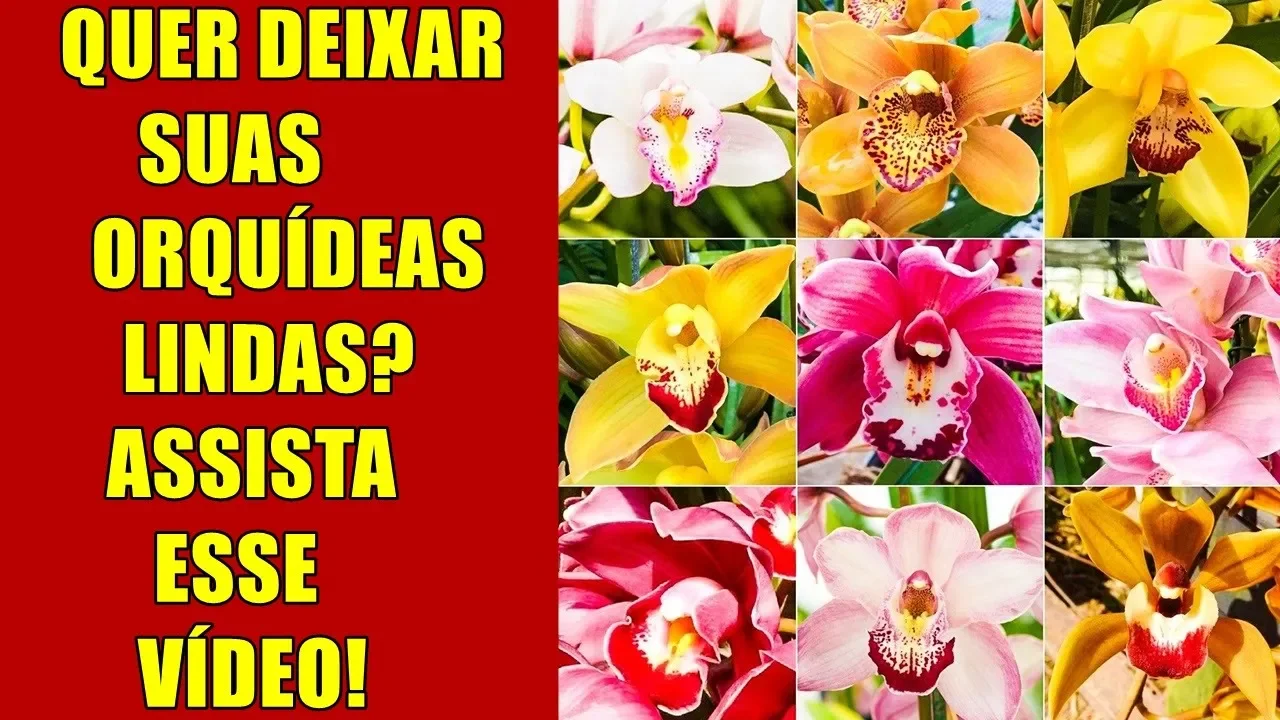 COMO CUIDAR DE ORQUÍDEA NO VASO COMO CUIDAR DE ORQUÍDEA