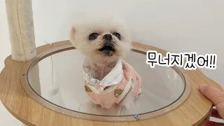 마당에 있는 고양이들을 전부 쫓아낸 이유