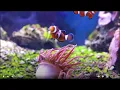 Download Lagu 11 ORE Stupende meraviglie subacquee in 4K + musica rilassante