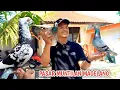 Lagu BERBURU MERPATI GIRINGAN DI PASAR MUNTILAN MAGELANG TES TERBANG COCOK BUNGKUS ADA JAWA SUNGUT MEWAH 