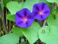 Cat Stevens - Morning has broken