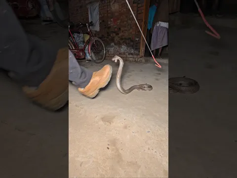 Indian Spectacle Cobra Snake rescue at late night 🤔🐍