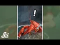 Do lobsters feel pain