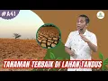 Lagu Tanaman Terbaik Untuk Lahan Tandus #bayudiningrat 