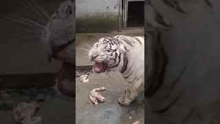 النمر الابيض منزعج من المصور The White Tiger Is Upset With The Photographer 