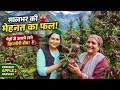 Kinnaur Apple Harvest 2026 Life in Kinnaur s Orchards Kinnaur Apple Gets GI Tag