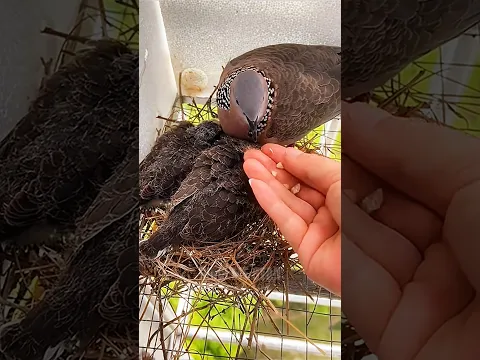 इस महिला को छोड़कर नहीं गए कबूतर! 😭❤️ #Shorts #ViralVideo #AnimalLove