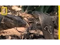 Cobra vs Monitor Lizard National Geographic