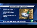 California s duck population continues rebound from drought impacts