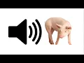 Download Lagu Pig - Sound Effect | ProSounds
