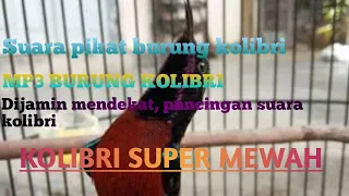 suara pikat burung kolibri ninja ll suara ribut burung pikat