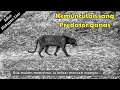Download Lagu Harimau Kumbang di zon E..!!