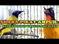 Download Lagu suara pikat ampuh kutilang sutra vs kutilang emas