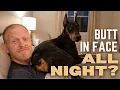 11 Things EVERY Doberman Does What s With These Dogs