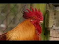 The Rolling Stones -  Little Red Rooster - 1965 -   Rockmaster Videos  - September 2018