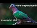 Download Lagu mp3 pikat burung punai tanah dijamin  ampuh