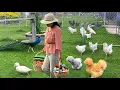Download Lagu Peaceful Organic Living. Abundant Wellness \u0026 Happiness with Gardens, Poultry \u0026 Harvest Meals