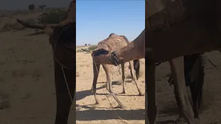 هدیر جمل هداره لهاة قناة البادية الرسمية 