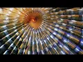 CMSC 341 Binomial Heap Spring 21