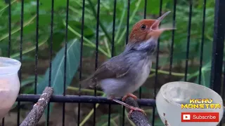 masteran prenjak betina gacor