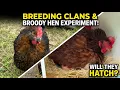 Black Copper Maran Clan Breeding Strategy Our First Broody Hen