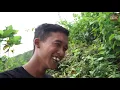 Download Lagu Gagal melu Indonesia idol
