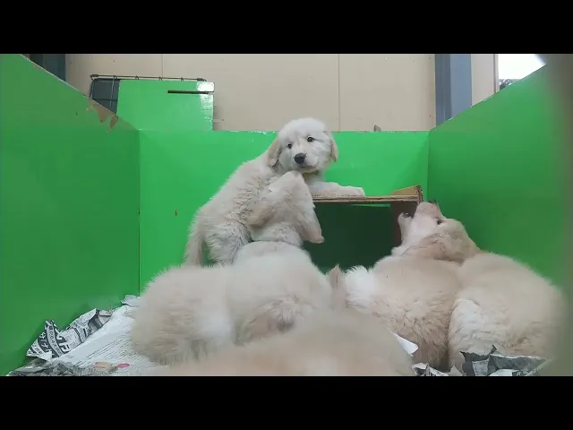 動画