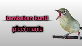 masteran pleci nembak kunti kunti sambung mantenan