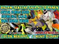 Download Lagu SUARA PIKAT MP3 BURUNG RIBUT TERBUKTI PALING AMPUH #trending 2025 @Smstachanel