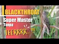 Download Lagu TANPA TERRR.. !! ❗️ Blackthroat Gacor Suara Jernih Kualitas Gantangan