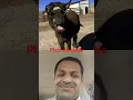 Download Lagu sawdhani hati durghatna ghati #viralvideos #shortsfeed #viralreels #funny #animals #shortvideo