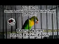 Sekali Putar Semua Lovebird Langsung Birahi Tinggi Di Jamin!!! Bantu Proses Jebol Birahi Emosi