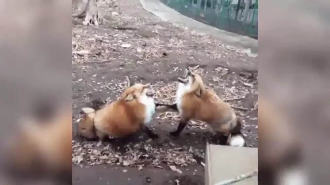 колобок повесился