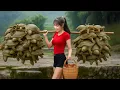 Download Lagu Harvest 1000kg of Baba from the Stream to Sell at the Country Market - Escape from the Giant Python