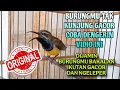 Download Lagu Kurang Dalam 1 mnt burung anda pasti ikut gacor // masteran terampuh sogon gacor dor ngeleper