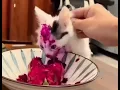 a cat eating a dragon fruit