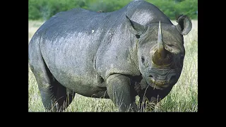 صوت الخرتيت وحيد القرن دندنها