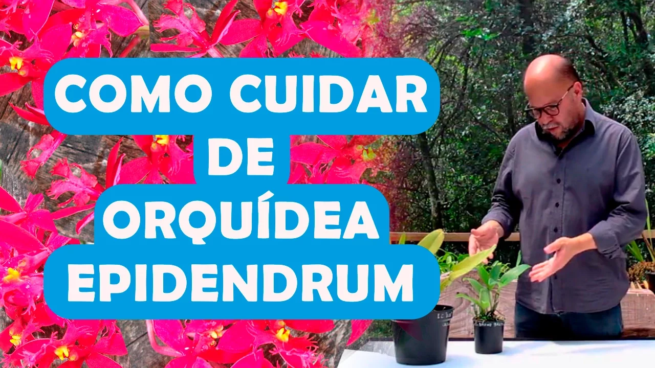 COMO CUIDAR DE ORQUIDEA EPIDENDRUM