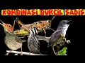 Download Lagu masteran tajam dan jernih durasi  panjang| belalang emas ciblek gunung prenjak dan pelatuk beras