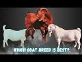 Boer Goats vs Savanna Goats vs Kalahari Red Goats Key Differences and Advantages